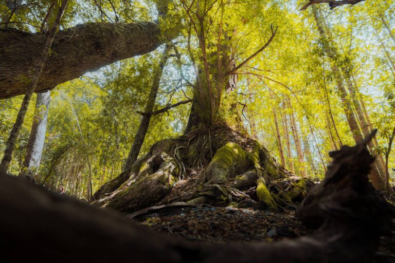 Interior del bosque andino patagónico, entre lengas y raíces